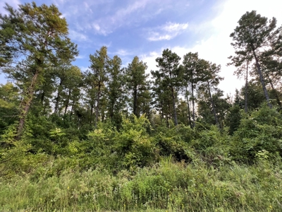 Dorcheat 280 Acres for Sale Webster Parish, LA - image 30