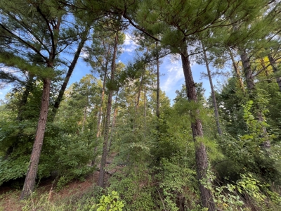 Dorcheat 280 Acres for Sale Webster Parish, LA - image 36