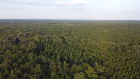 Dorcheat 280 Acres for Sale Webster Parish, LA - image 18