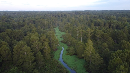 Dorcheat 280 Acres for Sale Webster Parish, LA - image 37