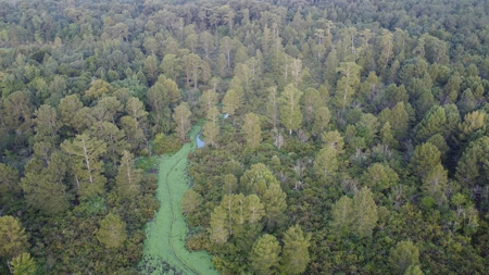 Dorcheat 280 Acres for Sale Webster Parish, LA - image 3