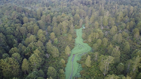 Dorcheat 280 Acres for Sale Webster Parish, LA - image 2