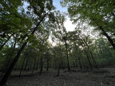 Dorcheat 280 Acres for Sale Webster Parish, LA - image 22