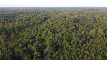 Dorcheat 280 Acres for Sale Webster Parish, LA - image 16