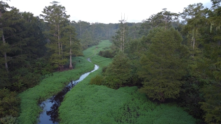 Dorcheat 280 Acres for Sale Webster Parish, LA - image 8