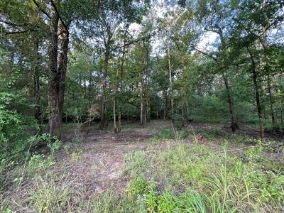 Dorcheat 280 Acres for Sale Webster Parish, LA - image 33