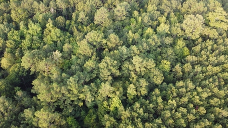 Dorcheat 280 Acres for Sale Webster Parish, LA - image 17