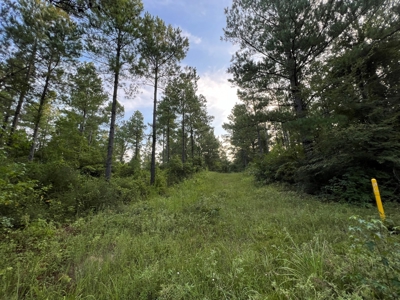 Dorcheat 280 Acres for Sale Webster Parish, LA - image 28