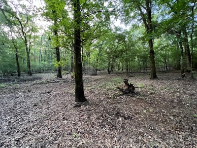 Dorcheat 280 Acres for Sale Webster Parish, LA - image 21