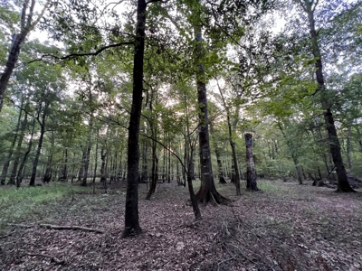 Dorcheat 280 Acres for Sale Webster Parish, LA - image 25