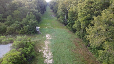 Dorcheat 280 Acres for Sale Webster Parish, LA - image 10