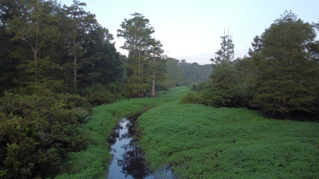 Dorcheat 280 Acres for Sale Webster Parish, LA - image 9