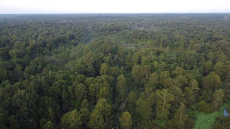 Dorcheat 280 Acres for Sale Webster Parish, LA - image 5