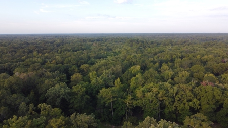 Dorcheat 280 Acres for Sale Webster Parish, LA - image 13
