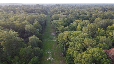 Dorcheat 280 Acres for Sale Webster Parish, LA - image 11