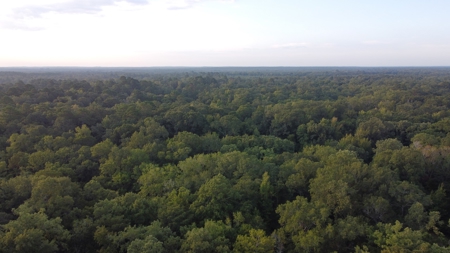 Dorcheat 280 Acres for Sale Webster Parish, LA - image 14