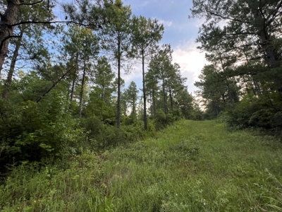 Dorcheat 280 Acres for Sale Webster Parish, LA - image 29
