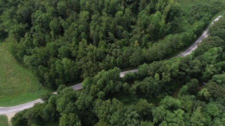 Hunting & Timber Land for Sale in Henry County TN & TN River - image 2