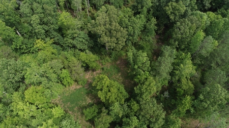 Hunting & Timber Land for Sale in Henry County TN & TN River - image 6