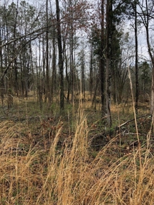 Hunting & Timber Land for Sale in Henry County TN & TN River - image 14