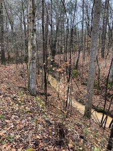 Hunting & Timber Land for Sale in Henry County TN & TN River - image 13