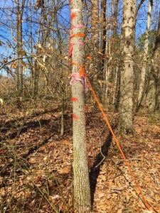Hunting & Timber Land for Sale in Henry County TN & TN River - image 15