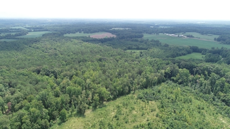 Hunting & Timber Land for Sale in Henry County TN & TN River - image 10