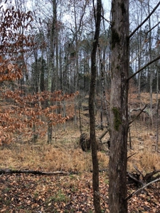 Hunting & Timber Land for Sale in Henry County TN & TN River - image 16