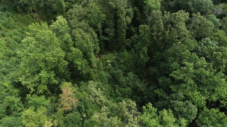 Hunting & Timber Land for Sale in Henry County TN & TN River - image 4