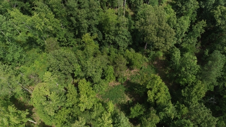 Hunting & Timber Land for Sale in Henry County TN & TN River - image 5