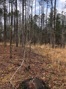 Hunting & Timber Land for Sale in Henry County TN & TN River - image 17
