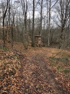 Hunting & Timber Land for Sale in Henry County TN & TN River - image 18