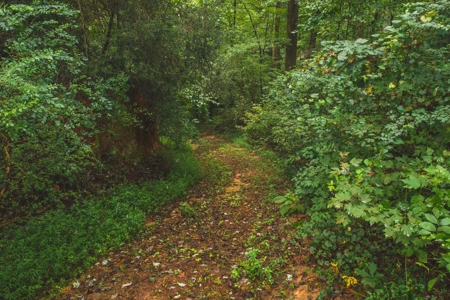 Country Home and Poultry Farm for Sale in Boomer NC - image 49
