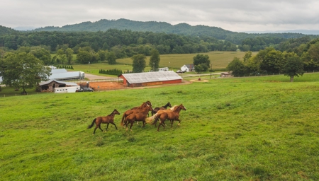 Country Home and Poultry Farm for Sale in Boomer NC - image 29