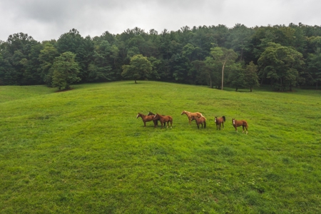 Country Home and Poultry Farm for Sale in Boomer NC - image 30