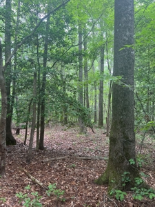 Hunting and Timberland Property in Dallas County Arkansas - image 11