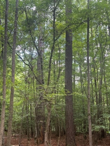 Hunting and Timberland Property in Dallas County Arkansas - image 6