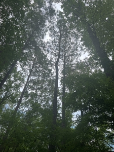 Hunting and Timberland Property in Dallas County Arkansas - image 10