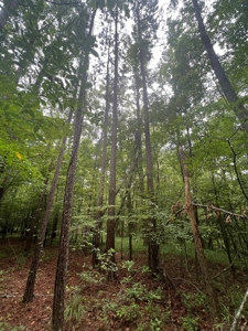 Hunting and Timberland Property in Dallas County Arkansas - image 4