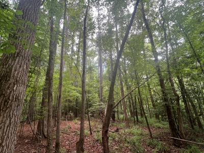 Hunting and Timberland Property in Dallas County Arkansas - image 2