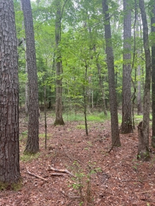 Hunting and Timberland Property in Dallas County Arkansas - image 1