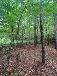 Hunting and Timberland Property in Dallas County Arkansas - image 3