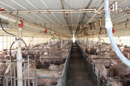 Online and Live Auction KS Swine Production Facility - image 7