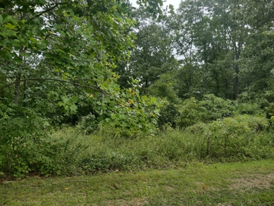 Land for Sale with Acreage in Lewis County Tennessee - image 3
