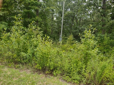 Land for Sale with Acreage in Lewis County Tennessee - image 5