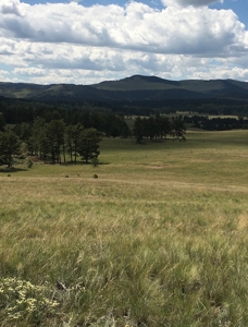 Colorado Mountain Meadows - Forty Acres in Guffey, Colorado - image 3