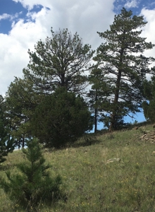 Colorado Mountain Meadows - Forty Acres in Guffey, Colorado - image 7