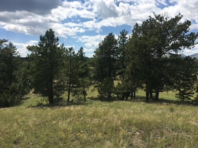 Colorado Mountain Meadows - Forty Acres in Guffey, Colorado - image 5