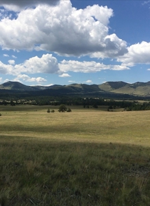 Colorado Mountain Meadows - Forty Acres in Guffey, Colorado - image 6