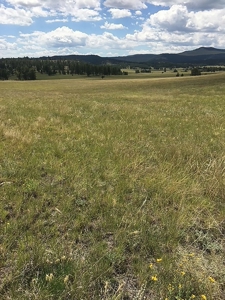 Colorado Mountain Meadows - Forty Acres in Guffey, Colorado - image 1